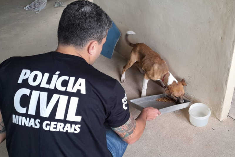 Cachorro vítima de maus-tratos é resgatado pela Polícia Civil em Juiz de Fora, MG