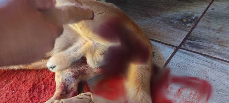 Patos de Minas (MG): moradores do bairro Afonso Queiroz denunciam envenenamento e outros maus-tratos a cães