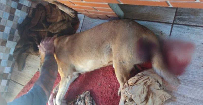 Moradores do bairro Afonso Queiroz denunciam envenenamento e outros maus tratos a cães da área