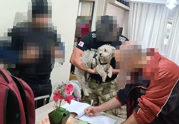 Cadela da raça poodle é resgatada após maus-tratos em condomínio de Poços de Caldas, MG — Foto: Reprodução