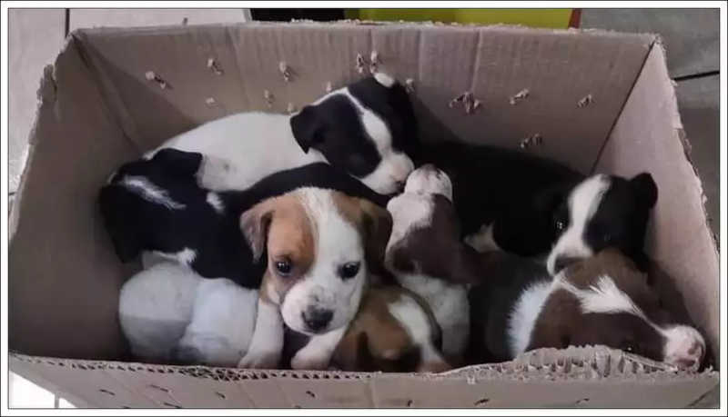 Homem abandona nove filhotes de cachorro em pet shop de Minas