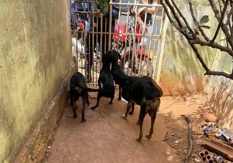 Idoso é detido suspeito de maus-tratos contra seis cachorros em Uberaba, MG; animais se alimentavam de cão morto