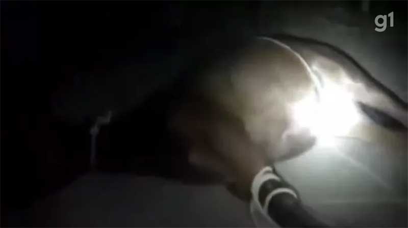 Homem é investigado por suspeita de amarrar e violentar égua em Uberlândia, MG; VÍDEO