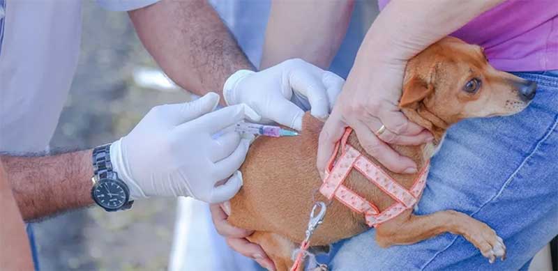 Vacinação continua até dia 2 de setembro na zona rural de Uberlândia; imagem de arquivo — Foto: Prefeitura de Araxá/Divulgação