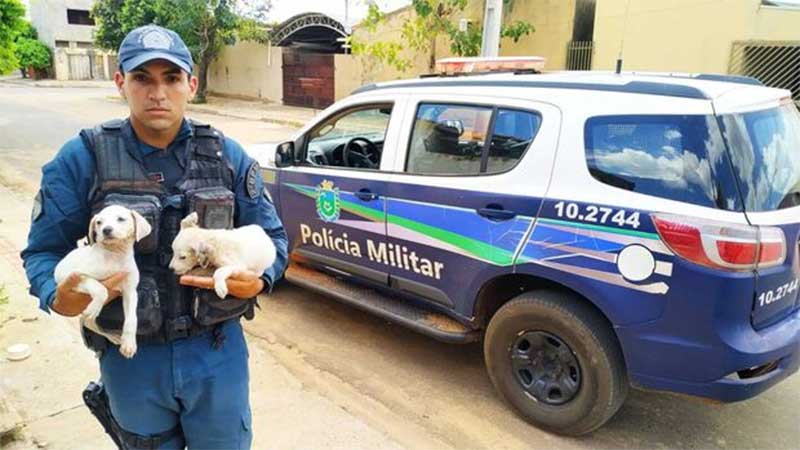 Policiais resgatam cachorros ‘enforcados’ em Água Clara, MS; VÍDEO