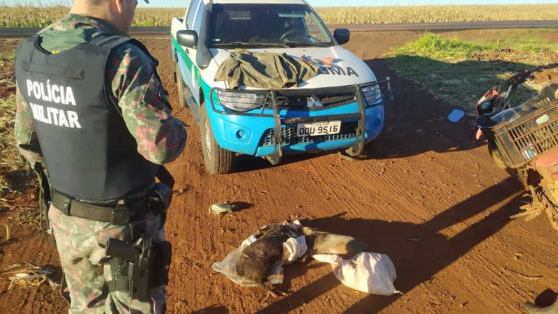 Polícia Ambiental de Amambai (MS) prende e autua caçador por abate de dois catetos