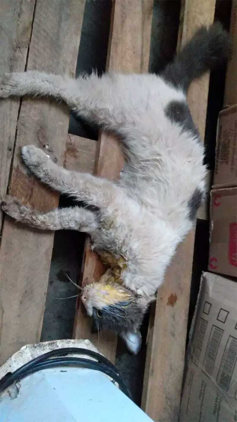 Gerente de supermercado em Ponta Porã (MS) é demitido após gato morrer envenenado em depósito
