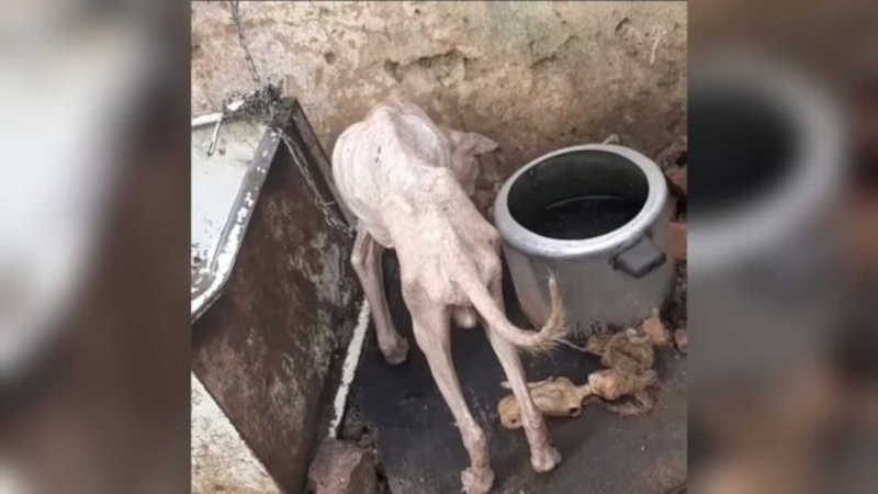 Tutores se mudam e deixam oito cachorros sem água e comida em casa em Campo Grande, MS
