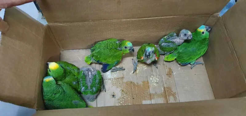 Polícia Ambiental multou traficantes em R$ 2,3 milhões por venda ilegal de papagaios em MS