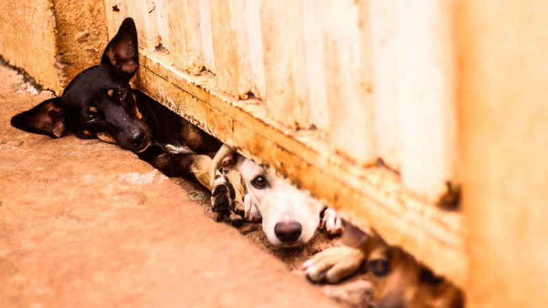 Cachorro abandonado e desnutrido é resgatado em Barra do Garças