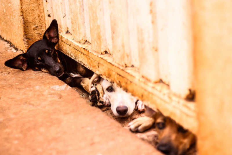 Cachorro abandonado e desnutrido é resgatado em Barra do Garças, MT