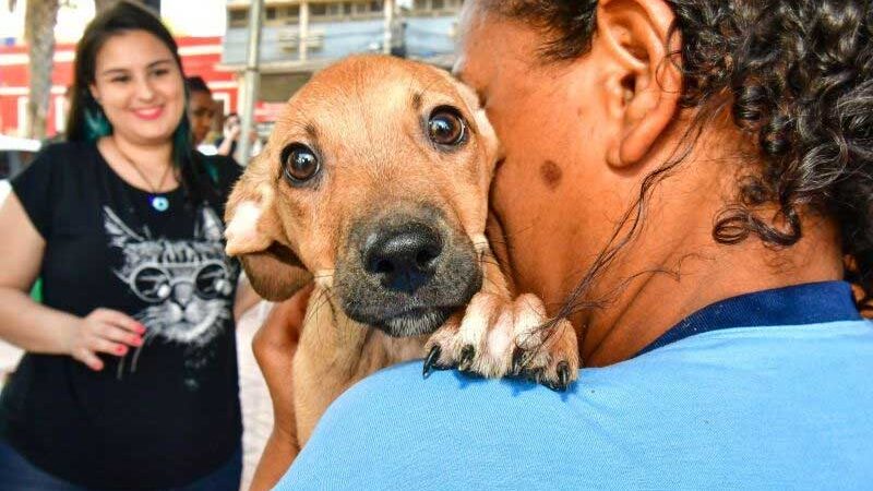 Dezenove bichinhos são adotados durante feira promovida pela Prefeitura de Cuiabá, MT