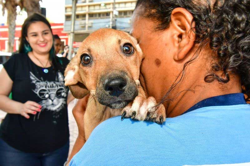 Dezenove bichinhos são adotados durante feira promovida pela Prefeitura de Cuiabá, MT