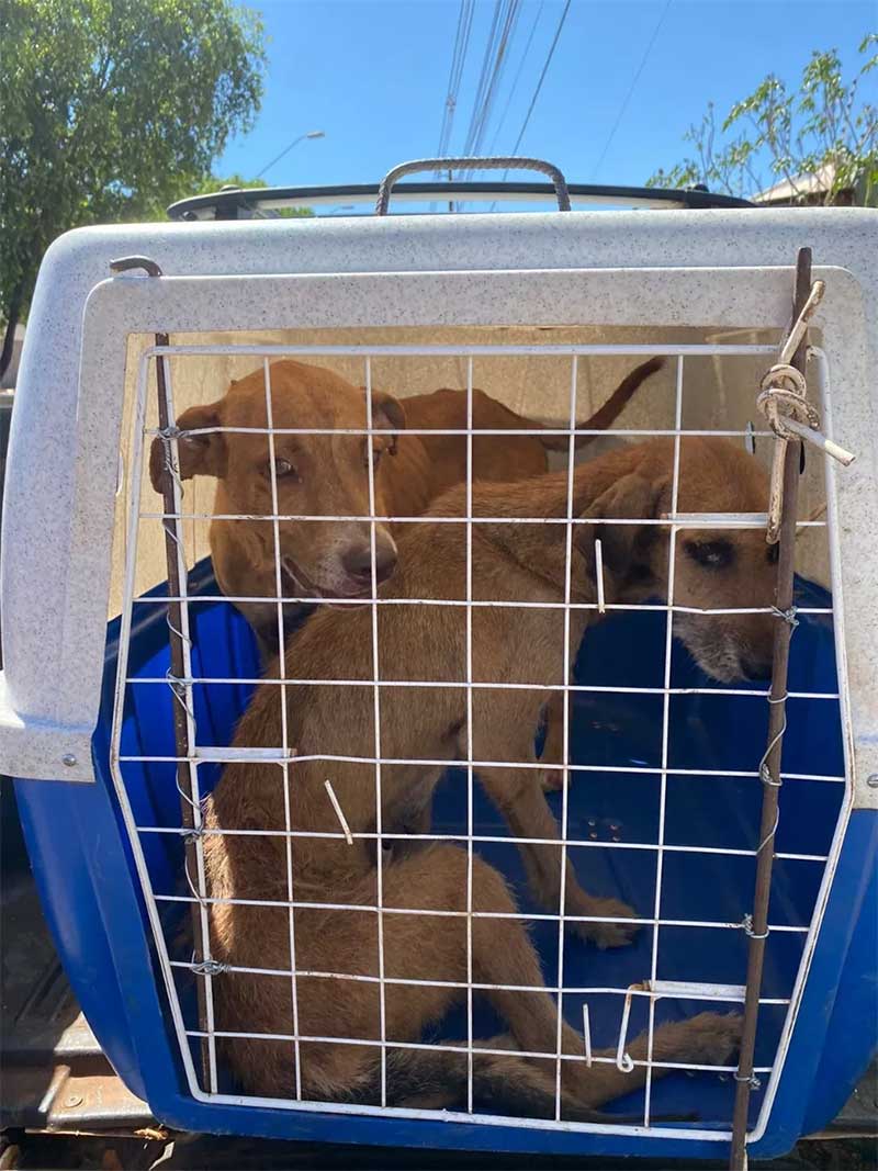 Polícia resgata cachorros que sofriam maus-tratos em Várzea Grande, MT