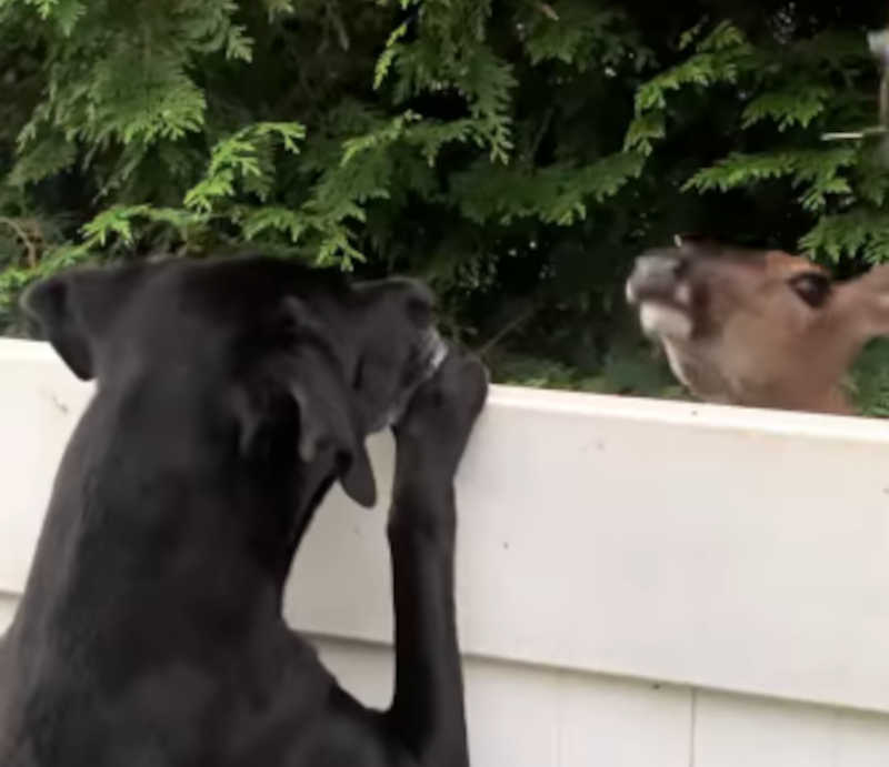 Cachorro faz amizade com animal selvagem que visita o doguinho todos os dias; conheça