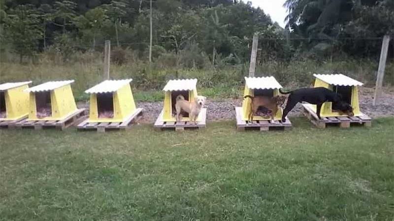 Moradora de Blumenau (SC) usa caixas de ar-condicionado para fazer casinhas de cachorro; aprenda
