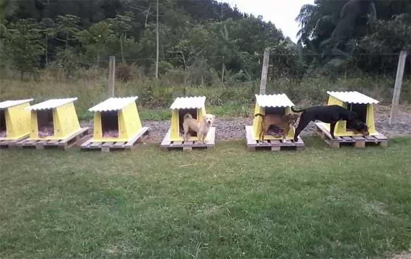 Moradora de Blumenau (SC) usa caixas de ar-condicionado para fazer casinhas de cachorro; aprenda