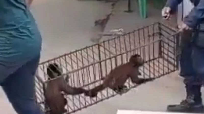 Macacos foram resgatados apos serem encontrados presos em gaiola e sem comida e água no Pará — Foto: TV Liberal/Reprodução