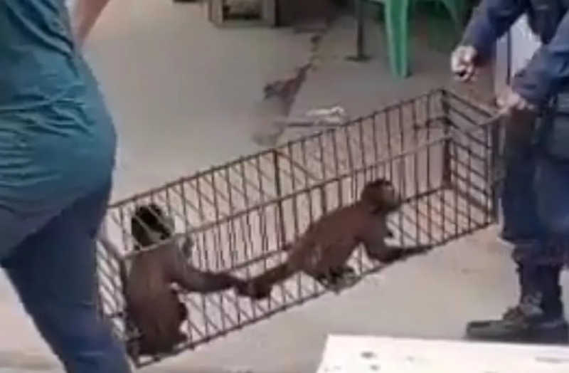 Macacos são encontrados amarrados e presos dentro de gaiolas em Marabá, PA