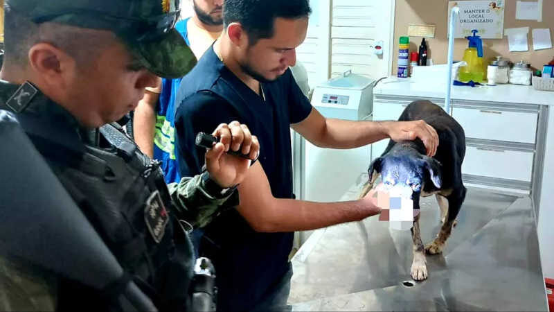 Animal recebendo atendimento — Foto: CIPAMB/Divulgação