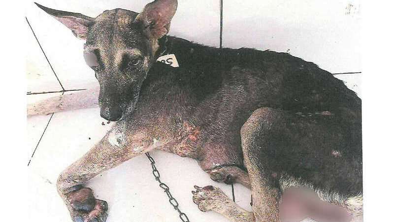 A cadela, de aproximadamente 5 anos, não resistiu aos danos causados pelos maus-tratos e morreu