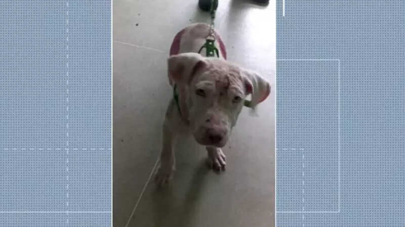 Centro de Zoonoses registra casos de abandono de cachorros da raça pitbull em Campina Grande — Foto: Reprodução/TV Cabo Branco