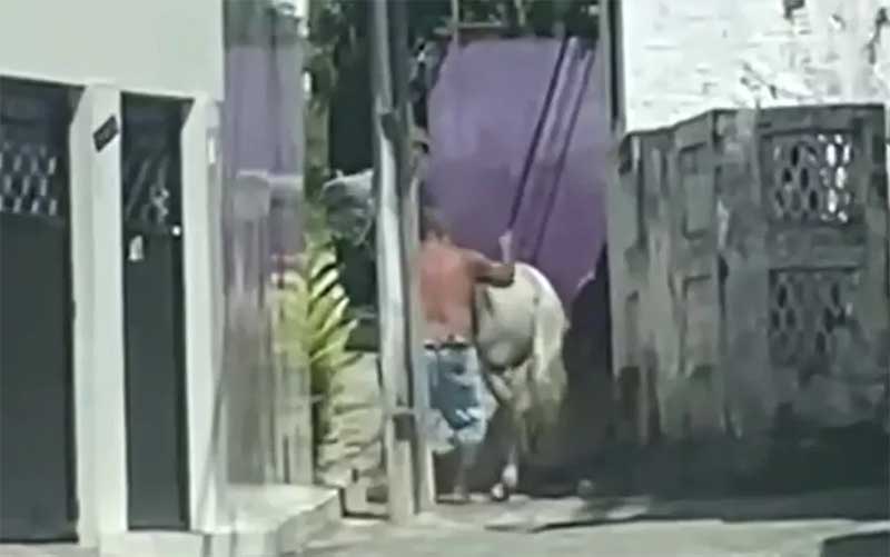 VÍDEO: homem é filmado espancando cavalo em Olinda (PE) e moradores denunciam maus-tratos