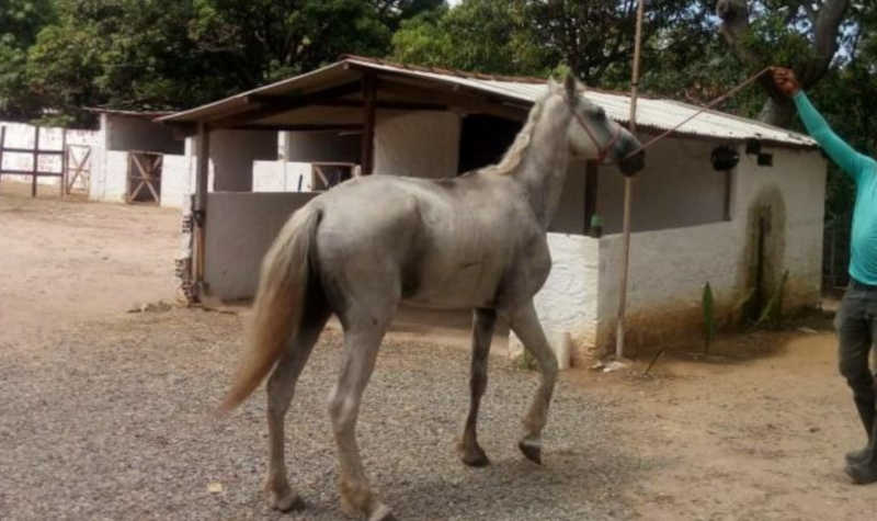 Olinda (PE) encaminha cavalos abandonados para doação