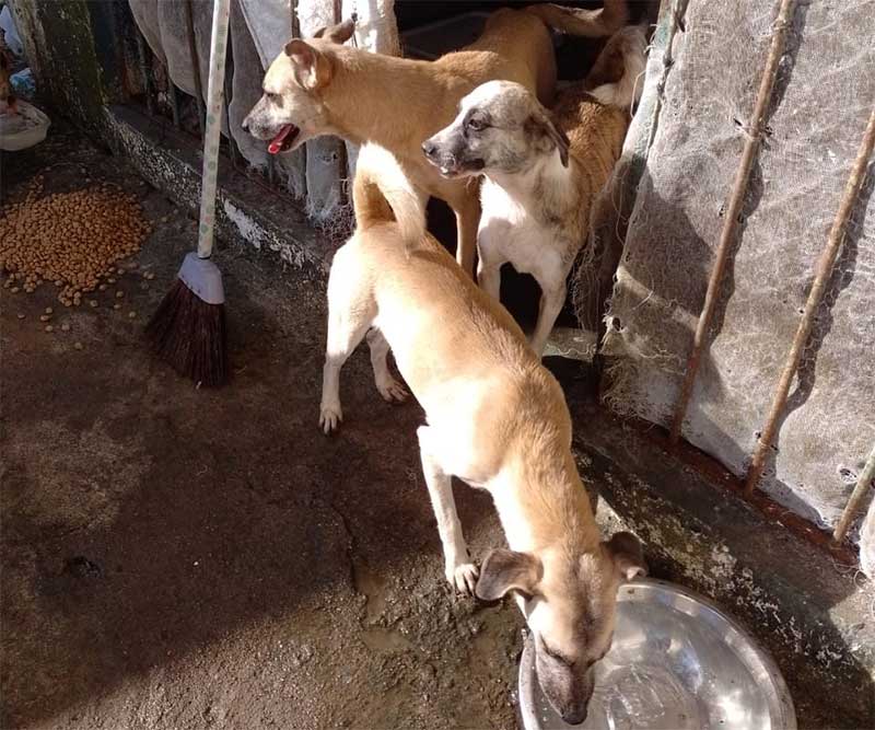 Após tutora de Pernambuco sofrer AVC, cães e gatos precisam ser adotados para sobreviver