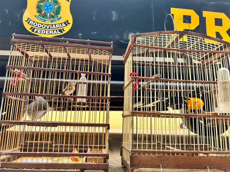Pássaros silvestres são resgatados durante abordagem da PRF em Petrolina, PE