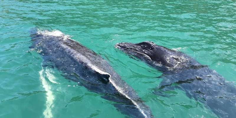 Marinha suspende exercício de tiro em rota de baleias-jubarte, em Pernambuco