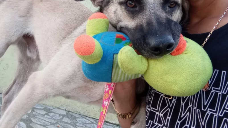 Cachorro Galego, com bicho de pelúcia na boca, recebeu cuidados de Claudemir Lima, no Recife — Foto: Reprodução/WhatsApp