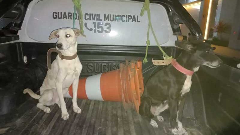 Guarda Municipal resgata animais de maus-tratos em Santa Cruz do Capibaribe — Foto: Santa Cruz Online/Divulgação