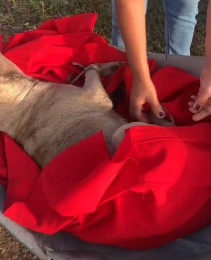 Cão é encontrado dentro de sacola em São José do Egito e outro é achado mutilado em Itapetim, PE