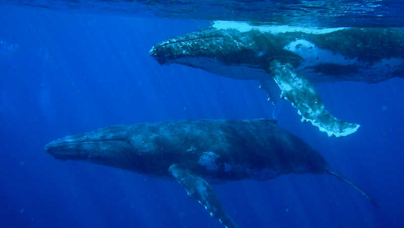 Crédito: Sylke Rohrlach from Sydney – Gropu of Humpback Whales-Megaptera novaeangliae