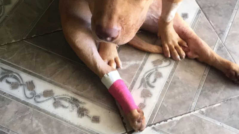 Bella ficou sem andar após ser atropelada na Zona Sul de Teresina — Foto: Arquivo Pessoal