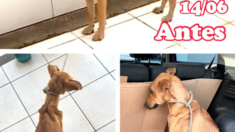 Protetores pedem doações para cães resgatados em estado de desnutrição do Zoonoses
