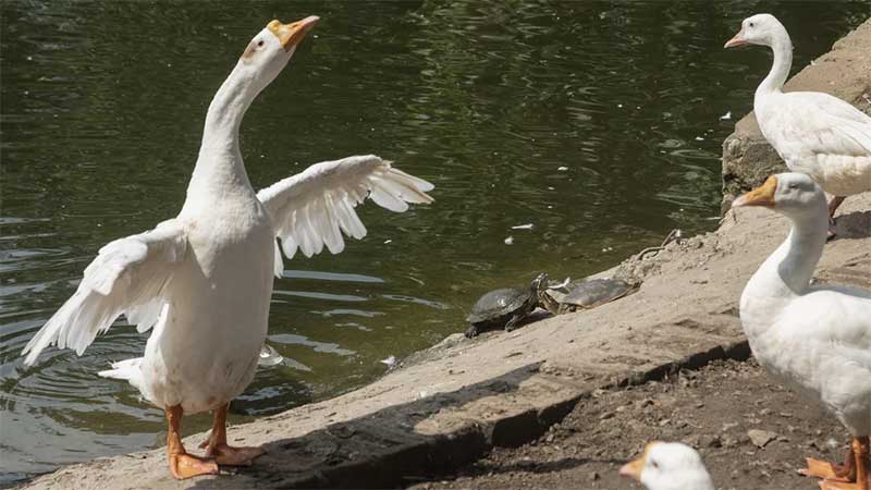 Portugal: Câmara de Beja participa ao MP suspeita de morte com veneno de gansos em parque