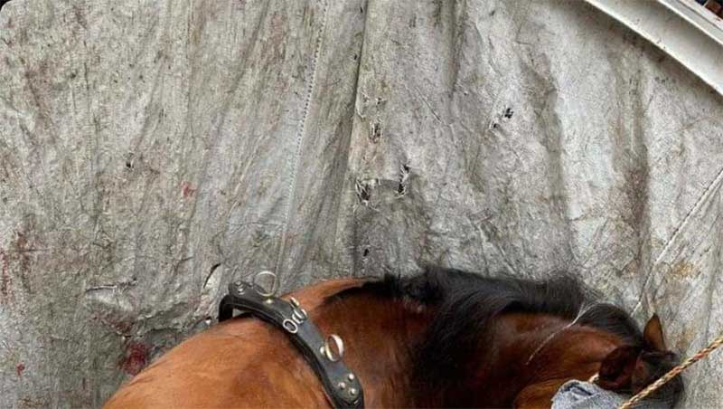 Cavalo atrelado a charrete cai dentro de ecoponto em Sintra, Portugal
