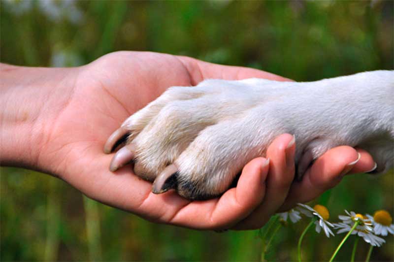 Câmara de Cascavel (PR) aprova criação do selo “Amigo dos Animais” para premiar boas práticas