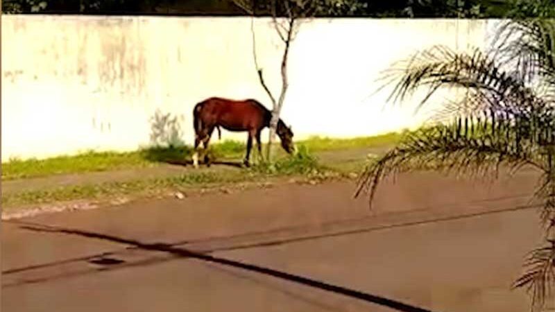 Morador diz que cavalo solto no Interlagos está maltratado em Cascavel, PR