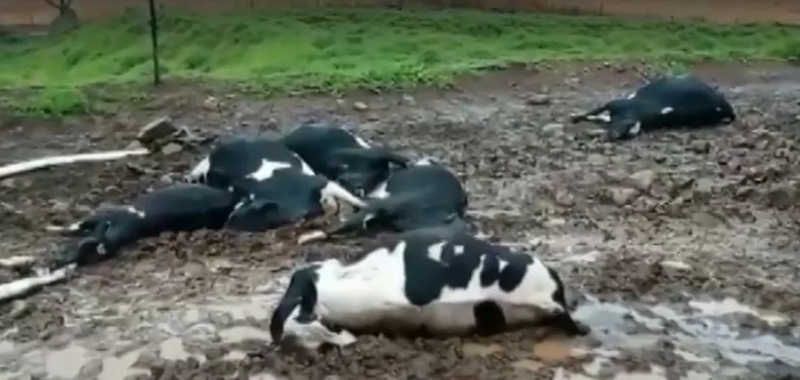 Descargas elétricas matam 19 vacas em propriedade do Paraná