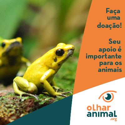 Ajude a ONG Olhar Animal