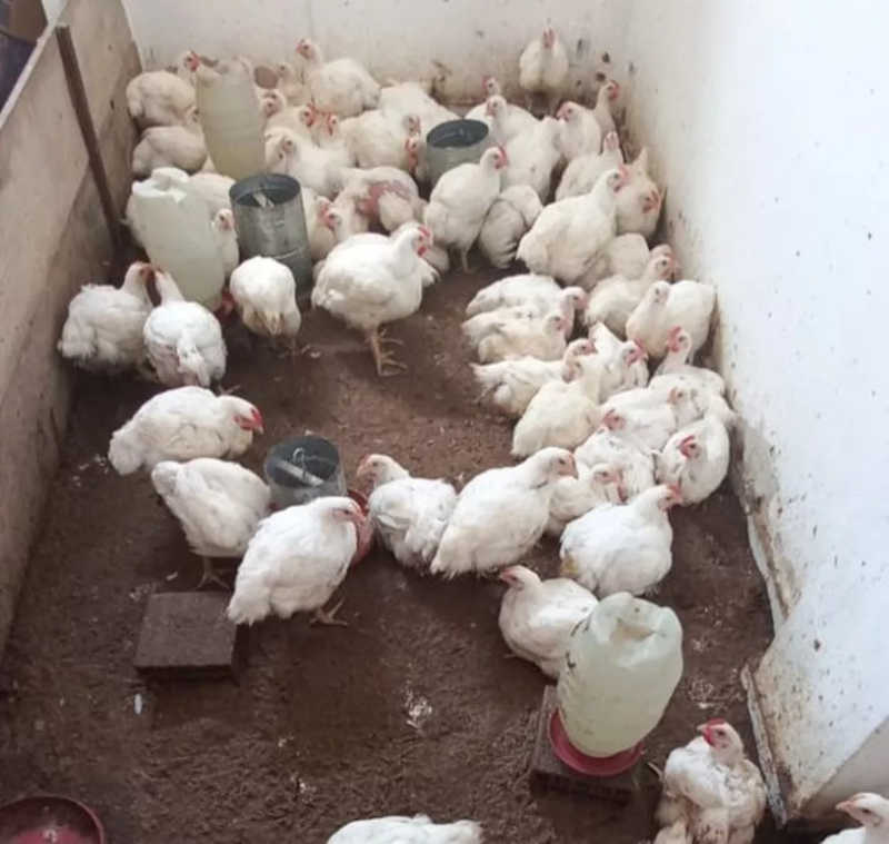 Mulher é detida por manter quase 100 aves em situação de maus-tratos em Barra Mansa, RJ