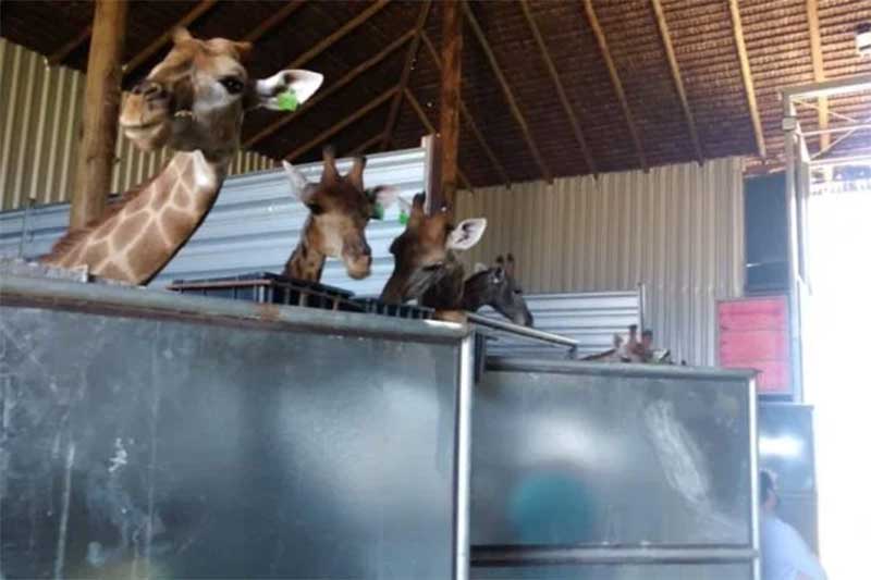 Justiça Federal suspende importação de animais pelo BioParque do Rio