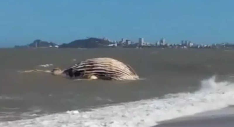 Baleia é encontrada morta em praia de Macaé, no RJ