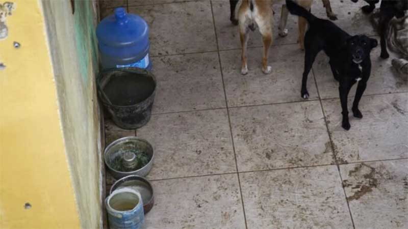 Morador denuncia maus-tratos de vizinho a 27 cachorros em Maricá, RJ