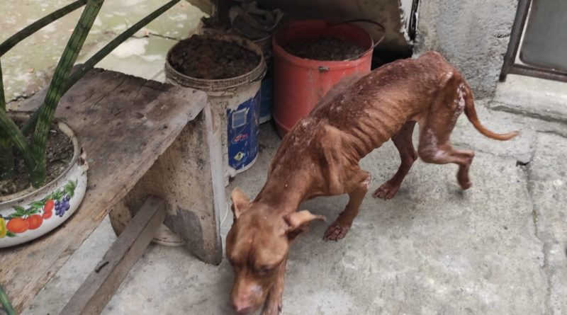 Polícia resgata pit bull que sofria maus-tratos em Nova Iguaçu, RJ