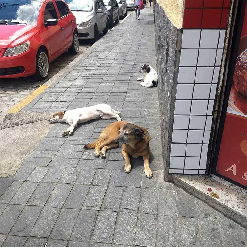 Iniciado em Nova Friburgo (RJ) programa de castração gratuita de cães e gatos