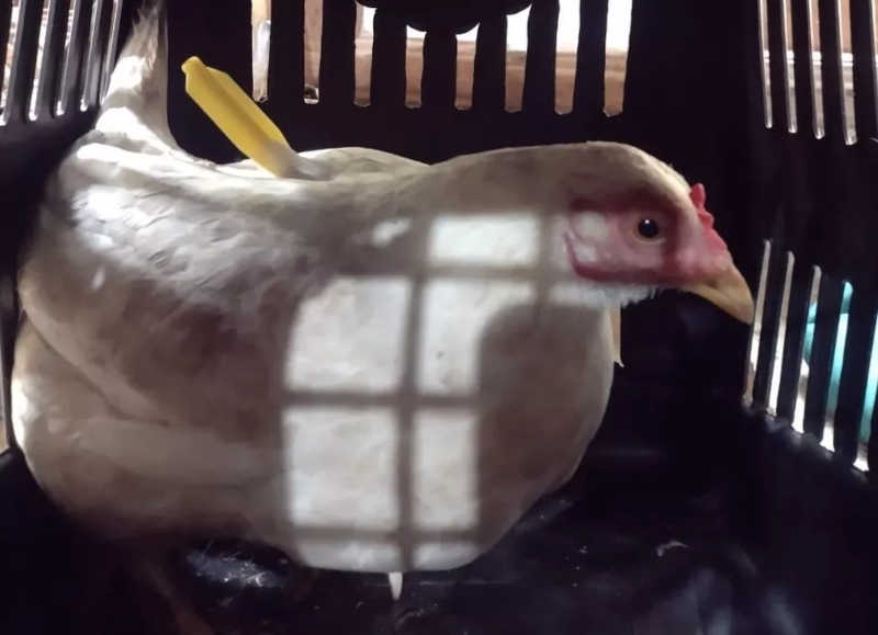 Um dos animais atingidos foi uma galinha — Foto: Divulgação/Polícia Civil
